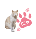 猫好きさんのネコスタンプ（個別スタンプ：30）