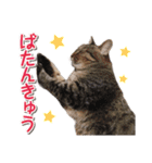 猫好きさんのネコスタンプ（個別スタンプ：31）
