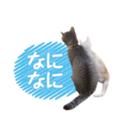 猫好きさんのネコスタンプ（個別スタンプ：33）