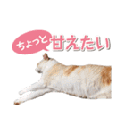 猫好きさんのネコスタンプ（個別スタンプ：34）