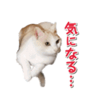 猫好きさんのネコスタンプ（個別スタンプ：36）