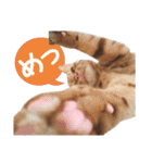 猫好きさんのネコスタンプ（個別スタンプ：37）