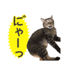 猫好きさんのネコスタンプ（個別スタンプ：38）