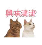 猫好きさんのネコスタンプ（個別スタンプ：39）