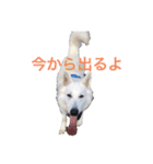ホワイトスイスシェパードくらま2（個別スタンプ：14）