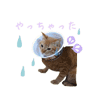 ・マロン＆ココ・（個別スタンプ：14）