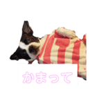 ボストンテリア，豚まん（個別スタンプ：4）