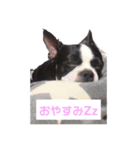 ボストンテリア，豚まん（個別スタンプ：6）