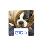 ボストンテリア，豚まん（個別スタンプ：7）