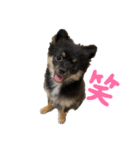 しゃけおにぎりだよ（個別スタンプ：7）
