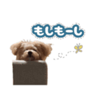 ポメプーのぷー吉くんのスタンプ（個別スタンプ：10）