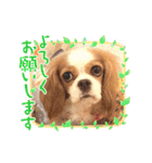キャバリア❤︎メイ（個別スタンプ：9）