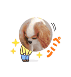 キャバリア❤︎メイ（個別スタンプ：39）