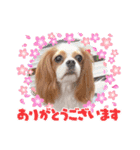 キャバリア❤︎メイ（個別スタンプ：40）
