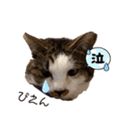 むぎくんの日常❸（個別スタンプ：17）