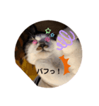 むぎくんの日常❸（個別スタンプ：23）