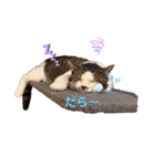 むぎくんの日常❸（個別スタンプ：24）
