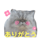 タヌキ猫とねずみ2（個別スタンプ：3）