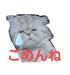 タヌキ猫とねずみ2（個別スタンプ：4）