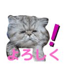 タヌキ猫とねずみ2（個別スタンプ：5）