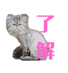 タヌキ猫とねずみ2（個別スタンプ：6）