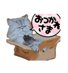 タヌキ猫とねずみ2（個別スタンプ：7）
