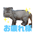 タヌキ猫とねずみ2（個別スタンプ：8）