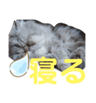 タヌキ猫とねずみ2（個別スタンプ：10）