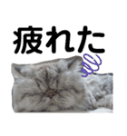 タヌキ猫とねずみ2（個別スタンプ：11）