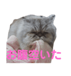 タヌキ猫とねずみ2（個別スタンプ：12）