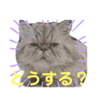 タヌキ猫とねずみ2（個別スタンプ：13）