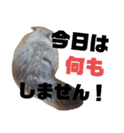 タヌキ猫とねずみ2（個別スタンプ：14）