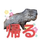 タヌキ猫とねずみ2（個別スタンプ：16）