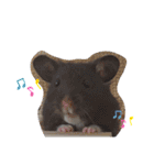 タヌキ猫とねずみ2（個別スタンプ：20）