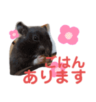 タヌキ猫とねずみ2（個別スタンプ：22）