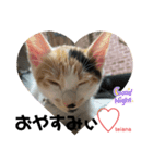 可愛い2匹❤️（個別スタンプ：3）