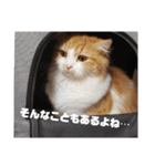 まろん猫cat生活スタンプ1（個別スタンプ：2）