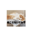 まろん猫cat生活スタンプ1（個別スタンプ：4）