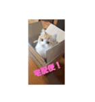 まろん猫cat生活スタンプ1（個別スタンプ：6）