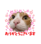 こてもん（個別スタンプ：5）