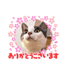 こてもん（個別スタンプ：6）