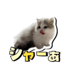 波作@bdstamp（個別スタンプ：2）