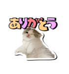 波作@bdstamp（個別スタンプ：4）