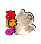 波作@bdstamp（個別スタンプ：6）