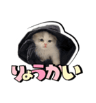 波作@bdstamp（個別スタンプ：7）