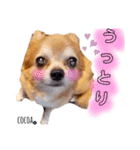 おむつ犬のココアくん（個別スタンプ：3）