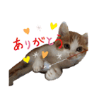 茶トラのこたろー（個別スタンプ：2）