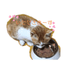 茶トラのこたろー（個別スタンプ：5）
