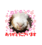茶トラのこたろー（個別スタンプ：8）