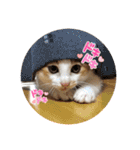 茶トラのこたろー（個別スタンプ：10）